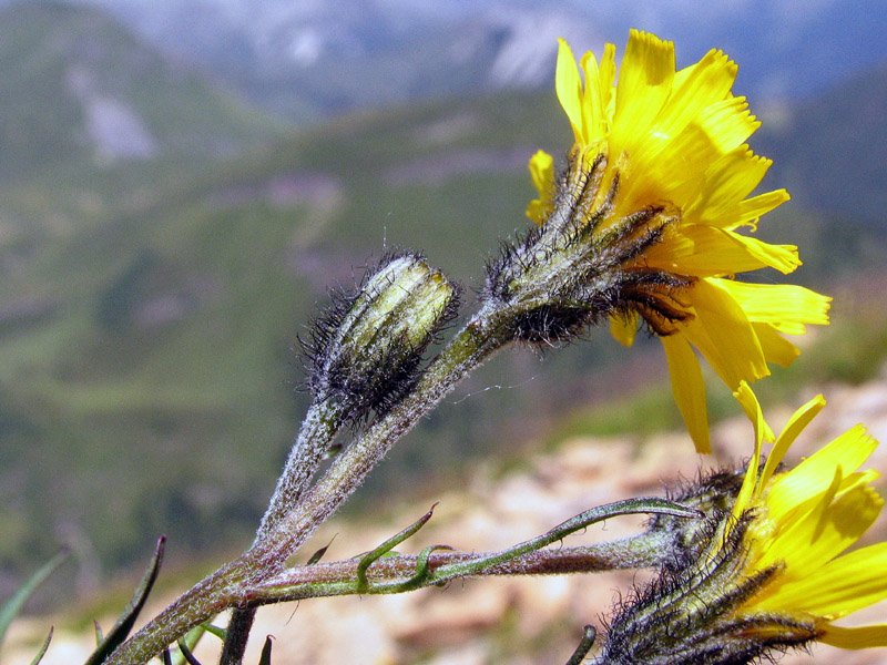 Scorzoneroides autumnalis (=Leontodon autumnalis) / Dente di leone ramoso